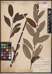 Foto von Salix caprea L. x Salix daphnoides Vill.